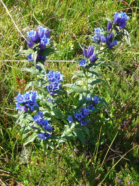 Blue gentian